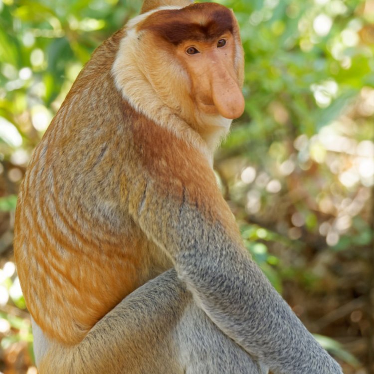 The Fascinating World of the Proboscis Monkey