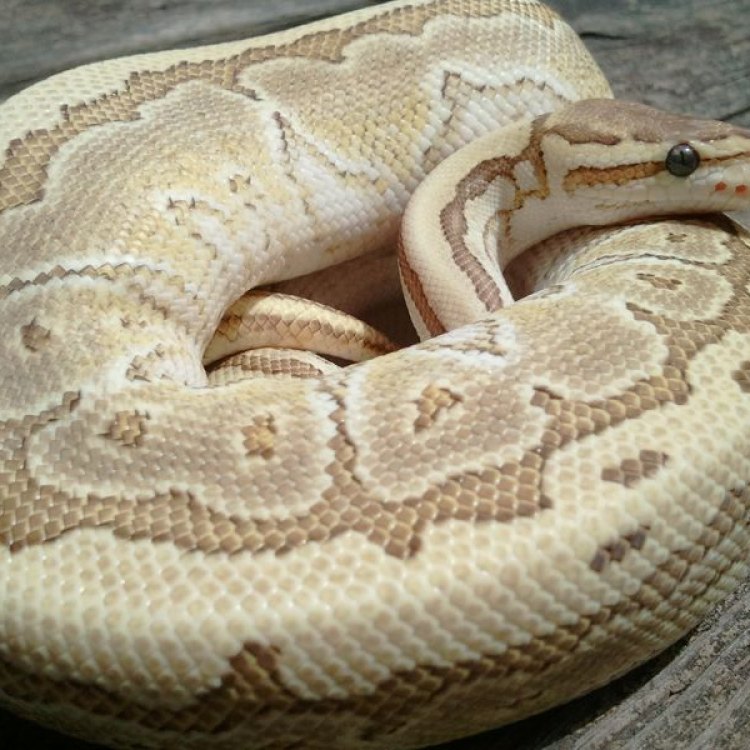 The Fascinating World of the Yellow Belly Ball Python