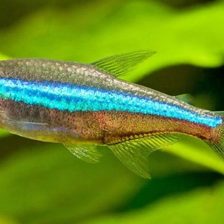 Admiring the Mesmerizing Beauty of the Neon Tetra Fish