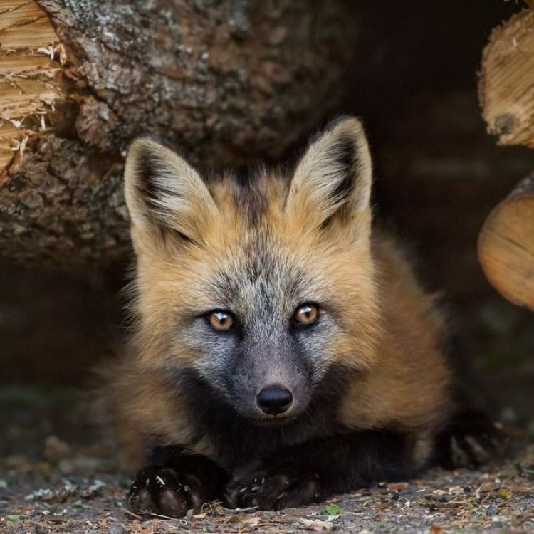 Cross Fox: A Unique and Resourceful Fox Species from North America