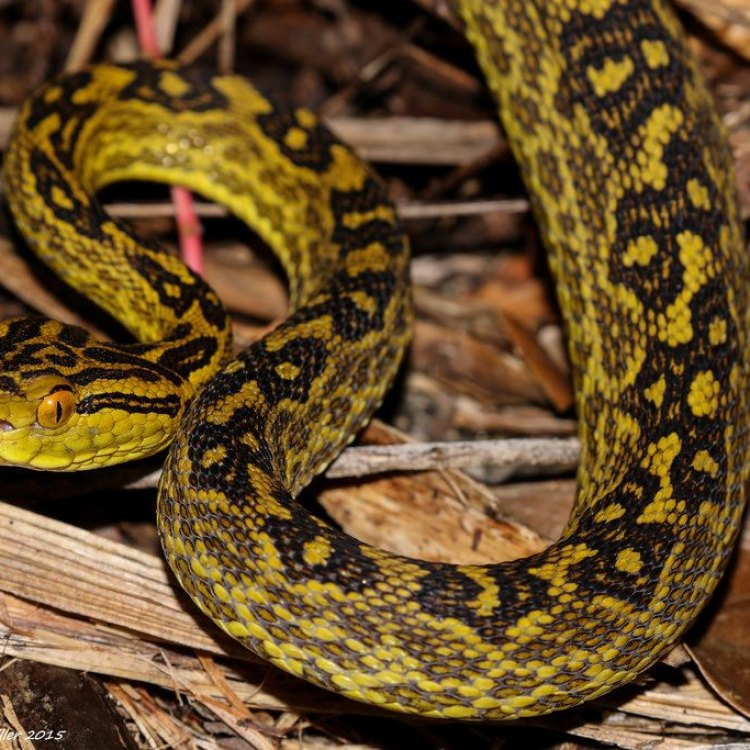The Deadly, Enigmatic Habu Snake: A Master of Adaptation