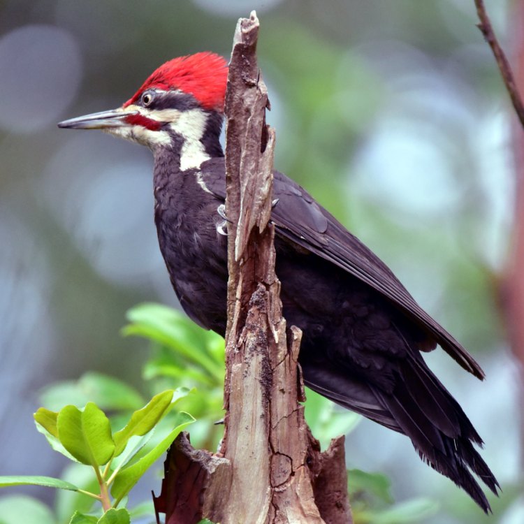 The Mighty Pileated Woodpecker: A Magnificent Creature of the North American Forests