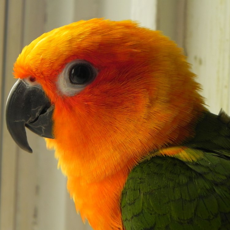 The Colorful and Charismatic Conure: A Bird of Many Talents