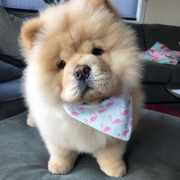 The Fascinating World of Chow Chows: From China to Your Home