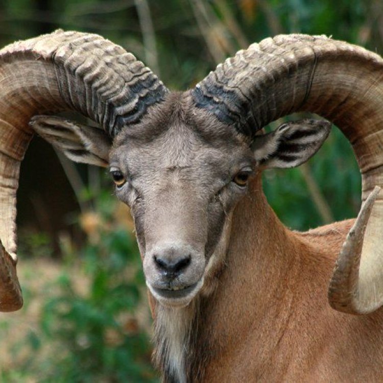 The Adaptations and Habits of the Urial