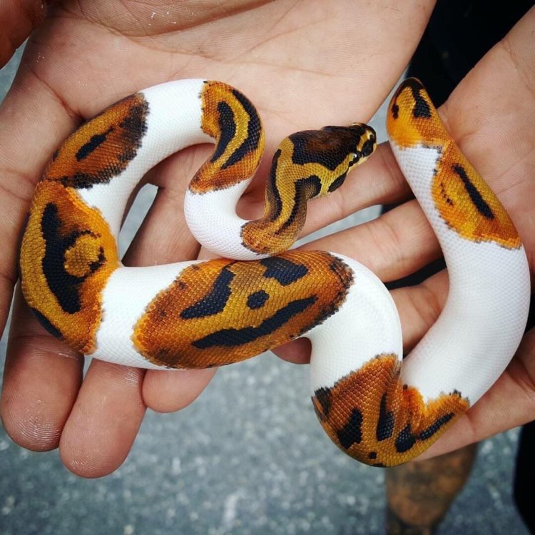Pied Ball Python: A Unique and Fascinating Reptile Species
