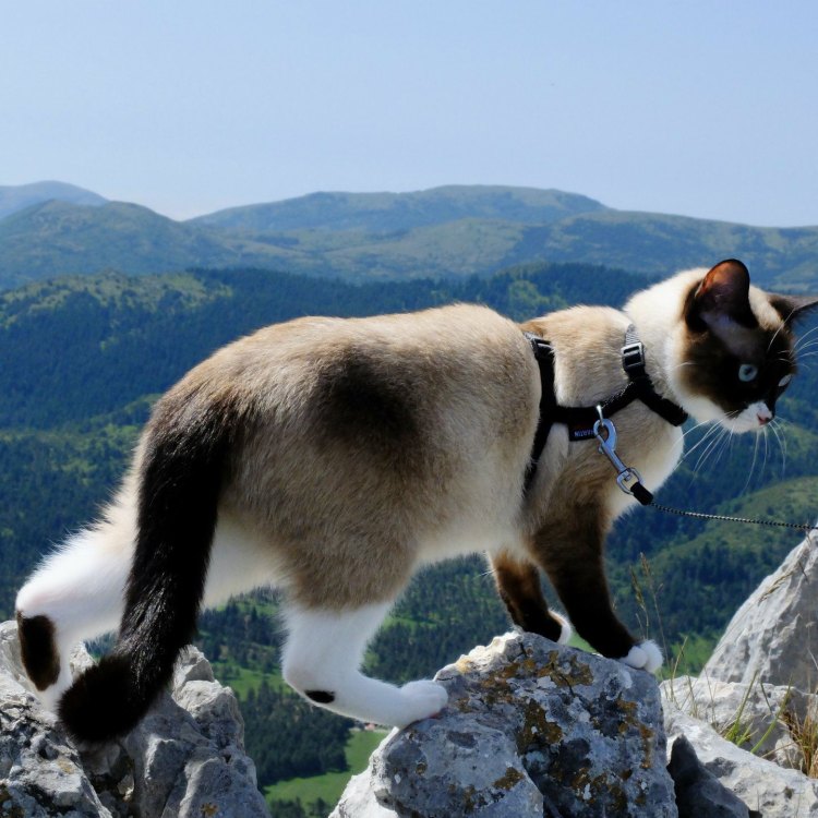 The Snowshoe: The Majestic Cat of The Northern Forests