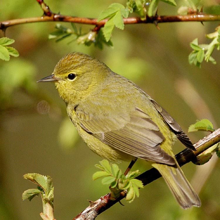 The Fascinating Life of the Orange Crowned Warbler