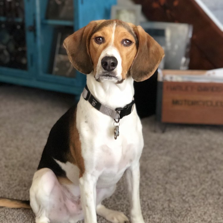 The Fascinating World of Beagle Mixes: From England to Your Home