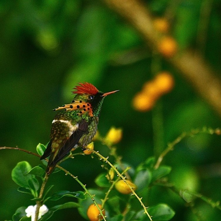 The Marvel of the Tropical Rainforests: Discovering the Enchanting Tufted Coquette