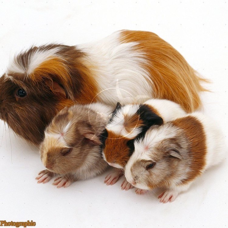 The Beautiful and Unique English Crested Guinea Pig: An Adorable Addition to Your Family