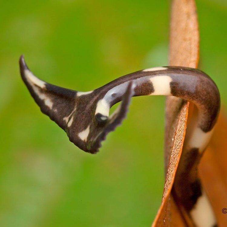 The Fascinating World of the Hammerhead Worm