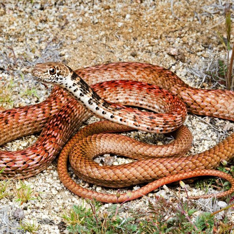 The Coachwhip Snake: A Fascinating Creature of North America