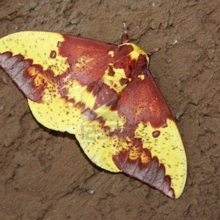 The Magnificent Imperial Moth: A Jewel of North America