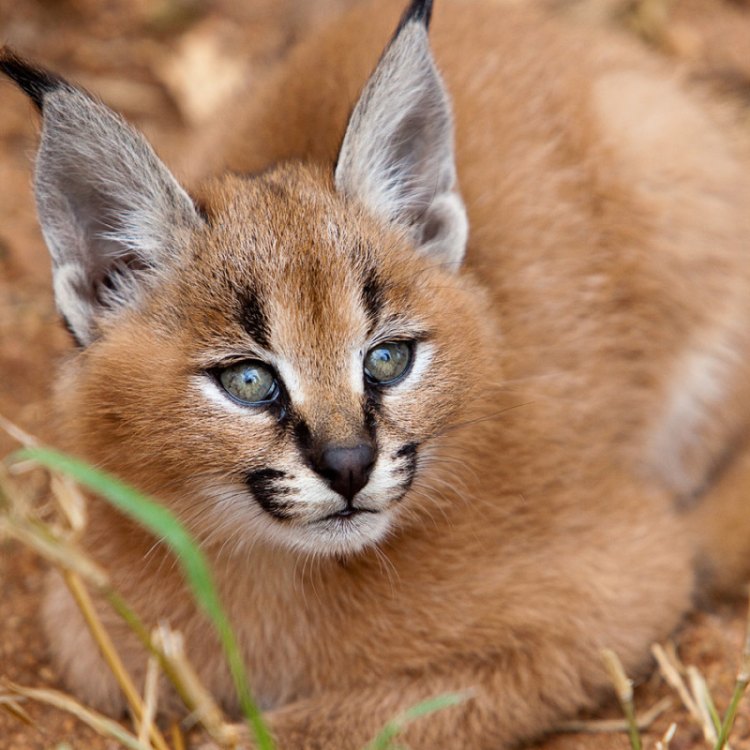 The Mighty Caracal: The Cat That Can Leap High and Hunt Low