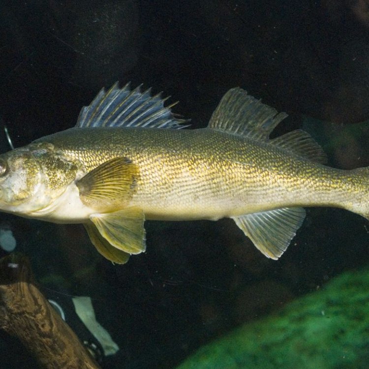 The Mighty Walleye Fish: A Feisty and Fascinating Freshwater Predator