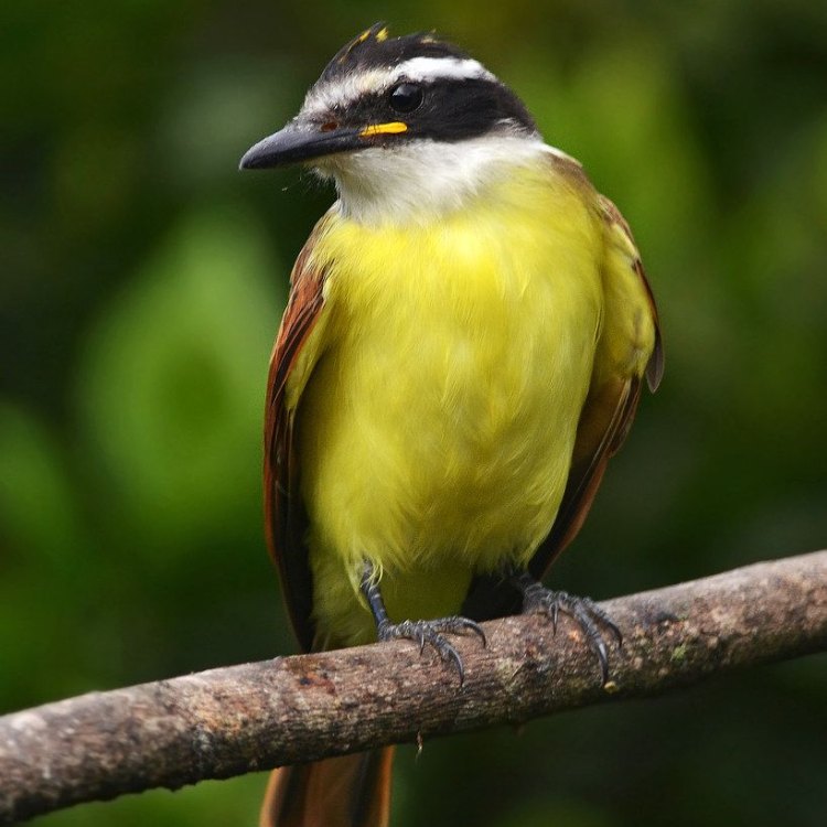 The Iconic and Versatile Great Kiskadee: A Guide to This Fascinating Bird