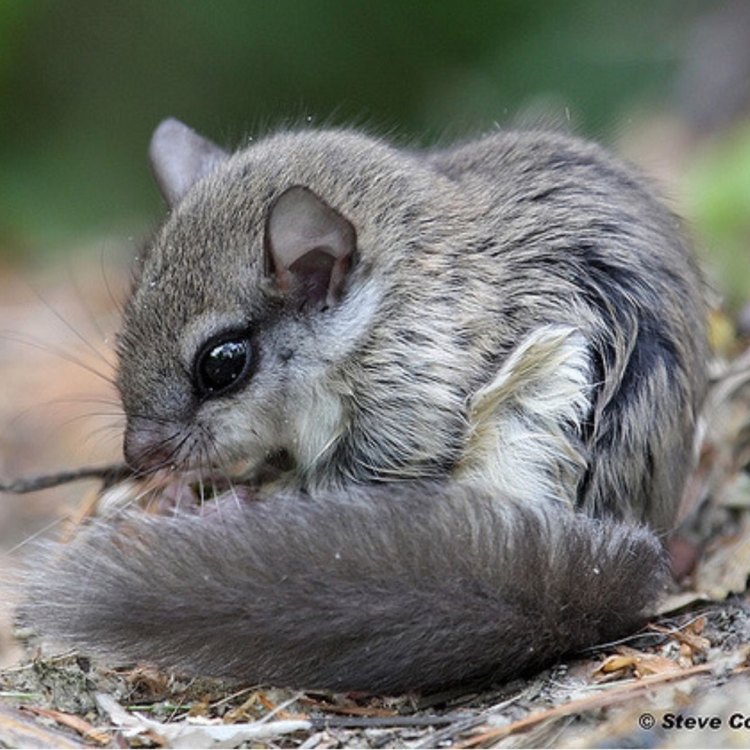 Flying Squirrels: The Most Fascinating Creatures of the Skies