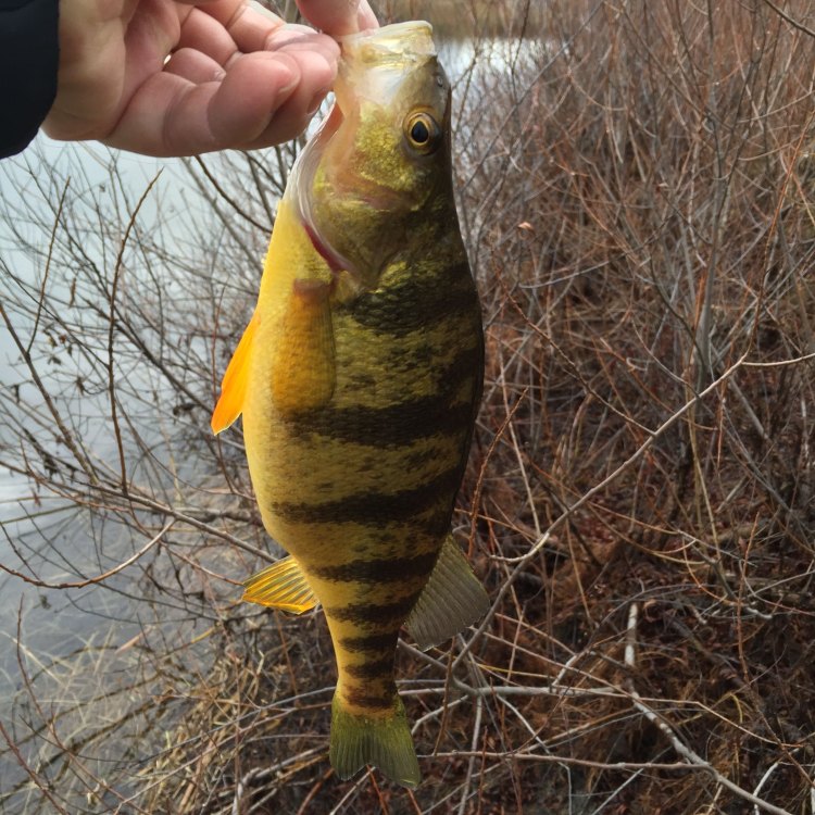The Resilient Yellow Perch: The Natural Wonder of North America