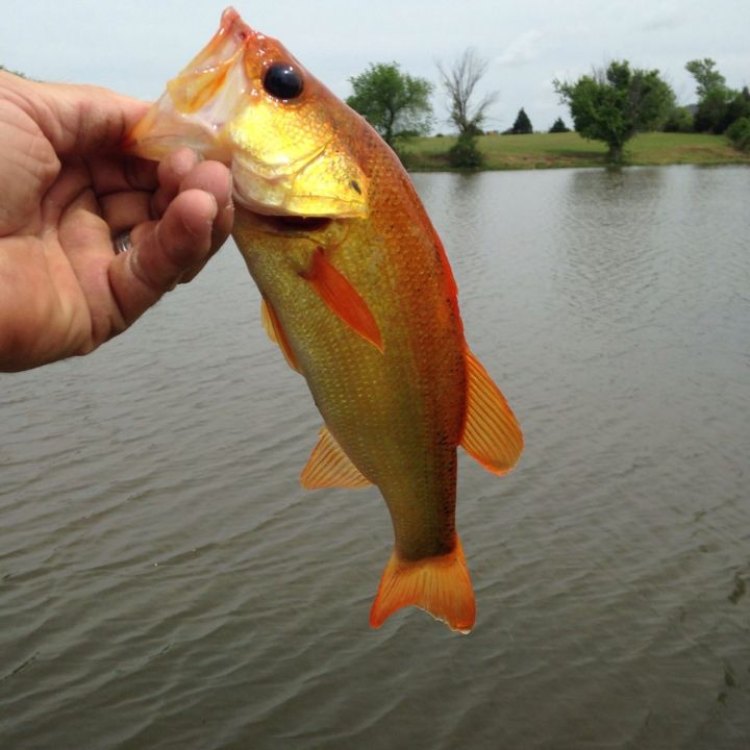 The Mighty Yellow Bass: A Hidden Gem in the Freshwater World