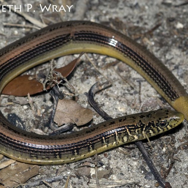 The Elusive Eastern Glass Lizard: A Closer Look at the Fascinating Reptile