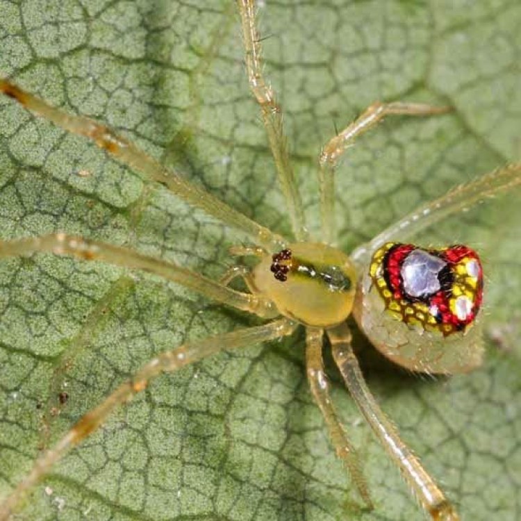 The Mysterious and Mesmerizing Sequined Spider