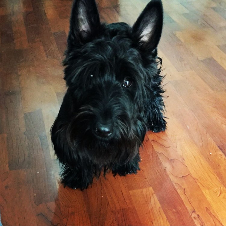 The Scottish Terrier: A Fearless and Adorable Canine Companion