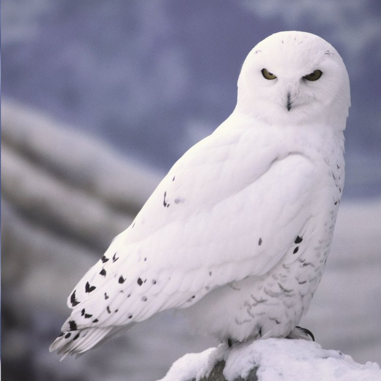 The Snowy Owl: The Majestic White Predator of the Arctic