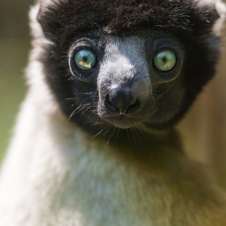 The Amazing Ring-Tailed Lemurs: A Closer Look at Madagascar's Most Iconic Primate