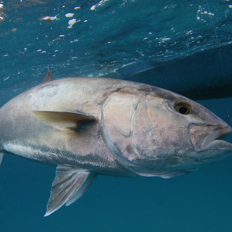 The Majestic Amberjack: A Master of the Ocean