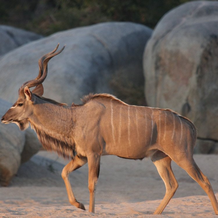 The Magnificent Kudu: An African Antelope with a Stunning Presence