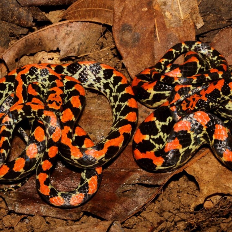 The Fascinating False Coral Snake: A Master of Deception in the Amazon Rainforest