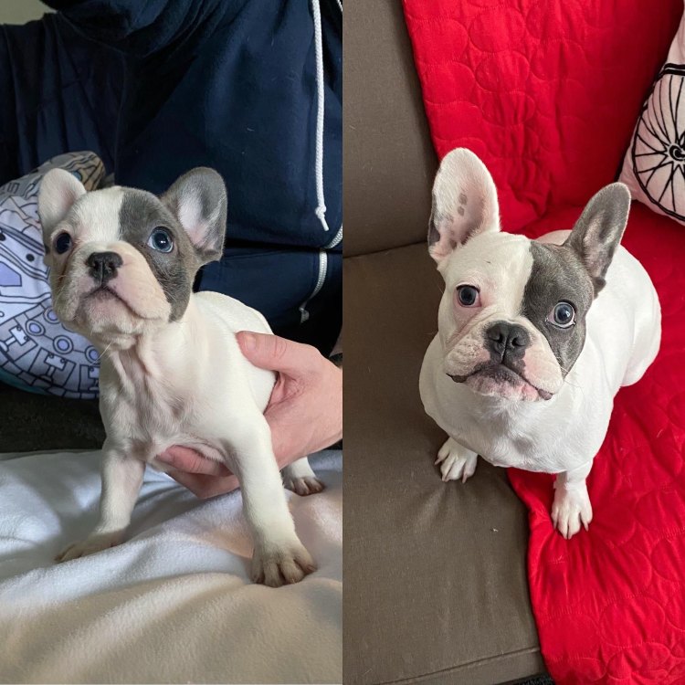The Unique and Charming French Bulldog Mix: A Lovable Combination of Two Breeds