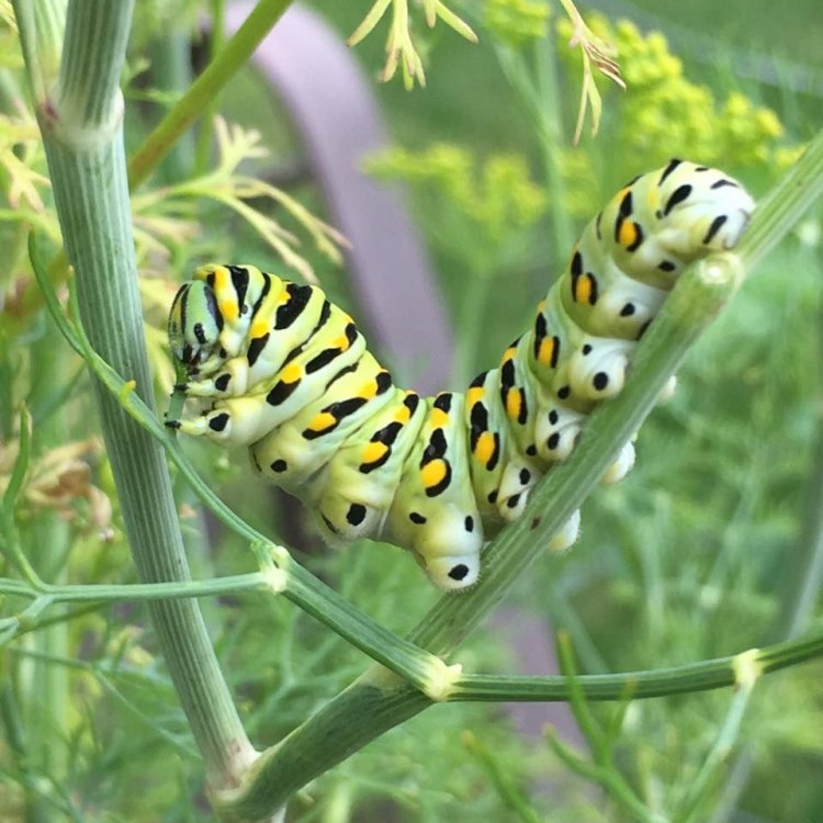 The Fascinating World of the Black Swallowtail Caterpillar