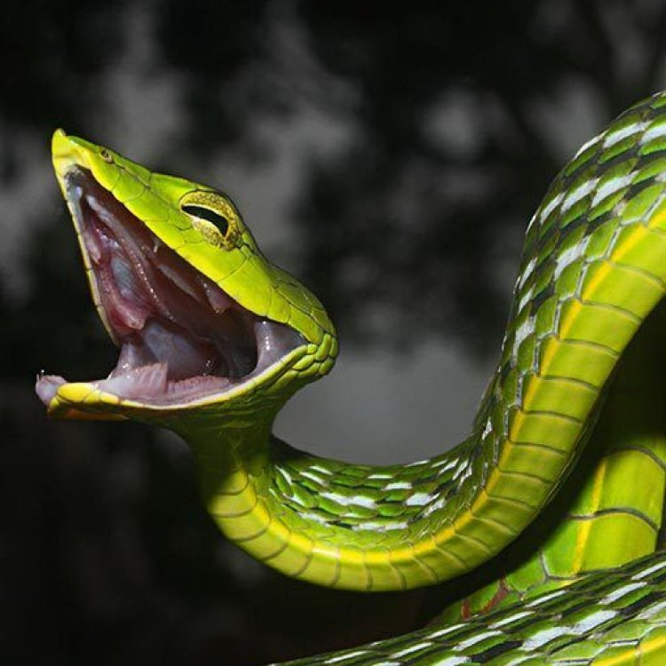 Cloaked in Green: The Fascinating Life of the Asian Vine Snake