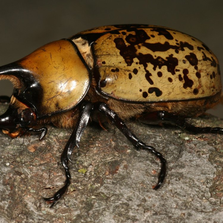 The Mighty Hercules Beetle: A Fascinating Creature in the Tropical Rainforests
