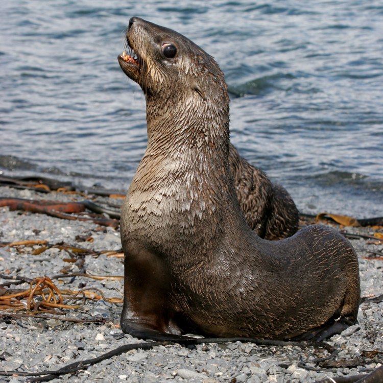 The Fascinating World of the Northern Fur Seal