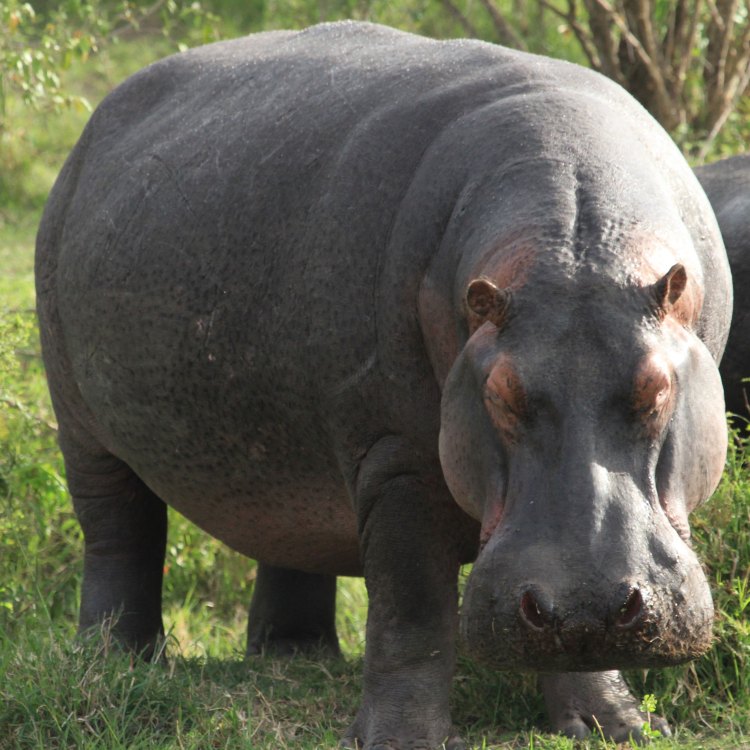 The Mighty Hippopotamus: the Gentle Giant of the African Waters
