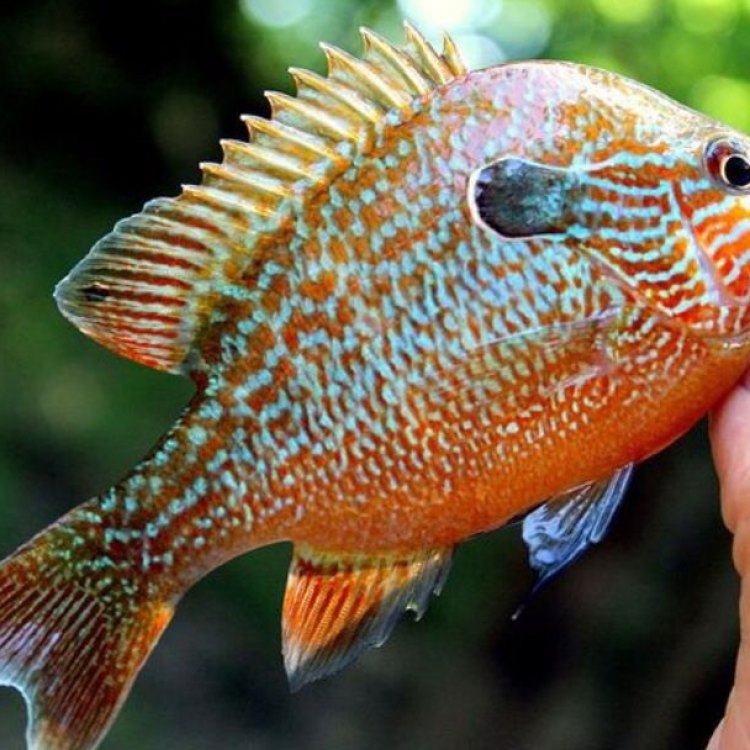 The Incredible Perch Fish: A Predator of Freshwater Habitats
