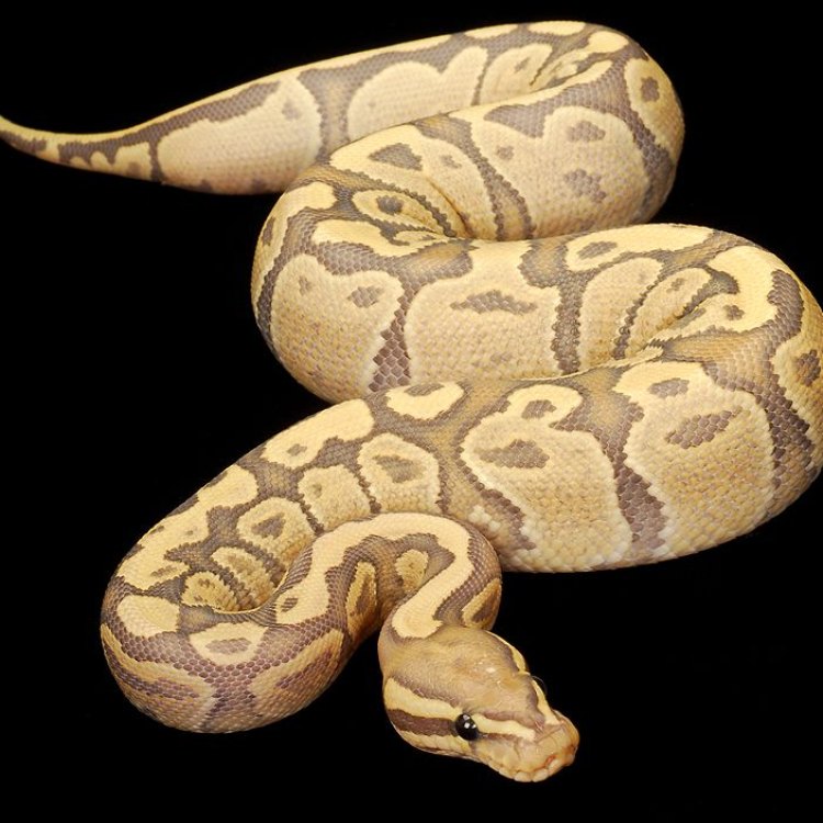 The Fire Ball Python: A Colorful and Captivating Creature from West Africa