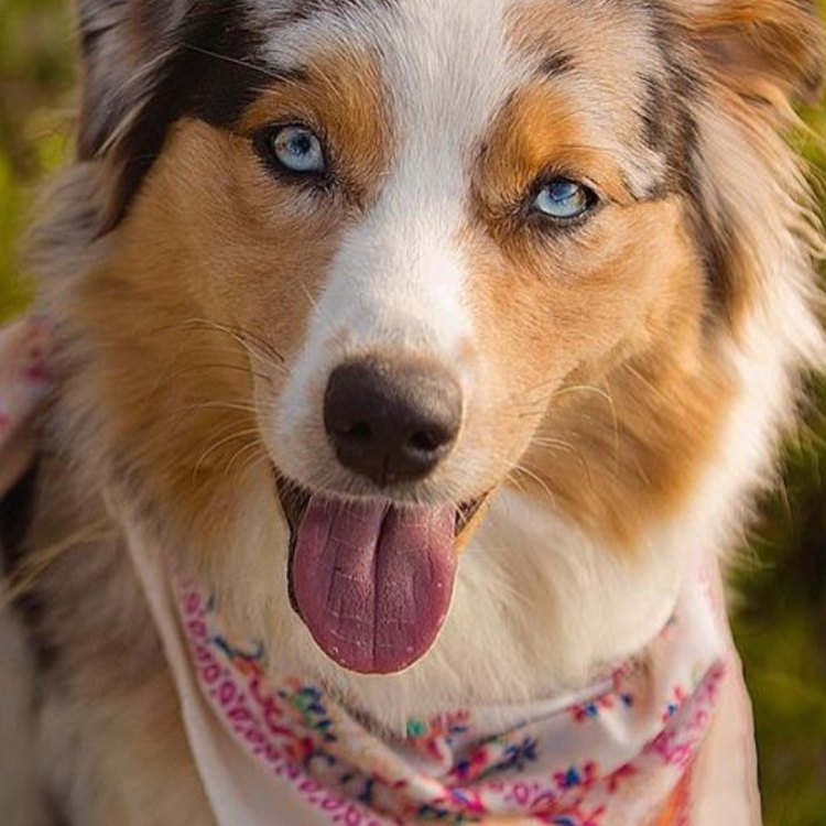The Versatile and Intelligent Australian Shepherd: A Breeding Mix of Colors and Capabilities