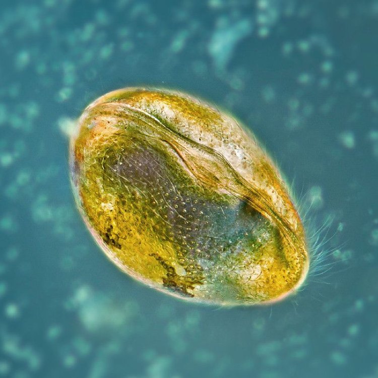 The Small and Fascinating World of Ostracods