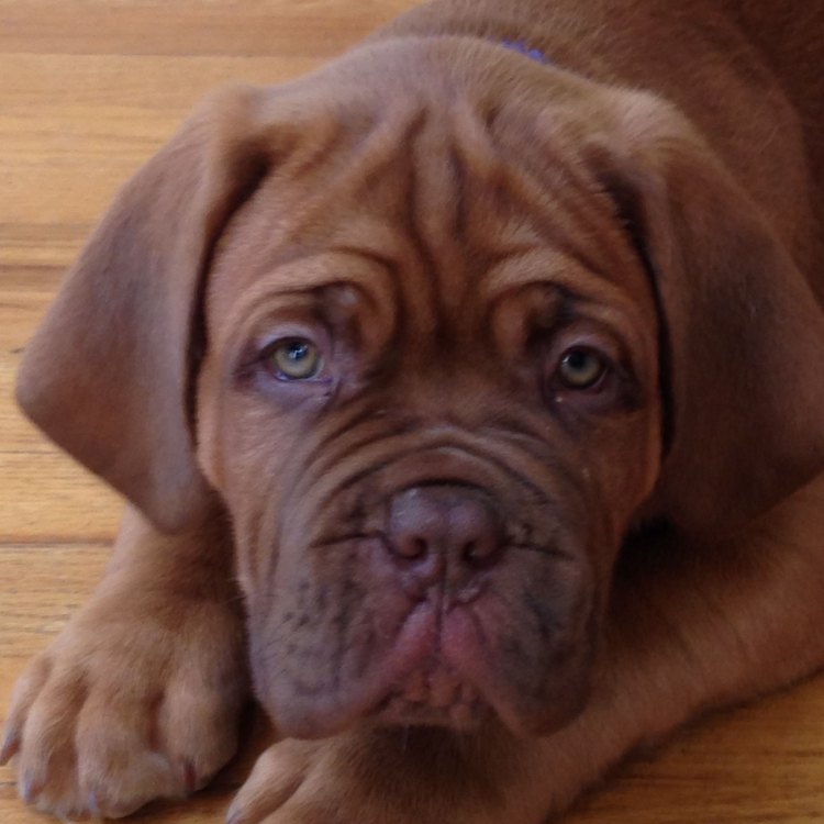 Dogue De Bordeaux: The Powerful and Loyal Guardian of France