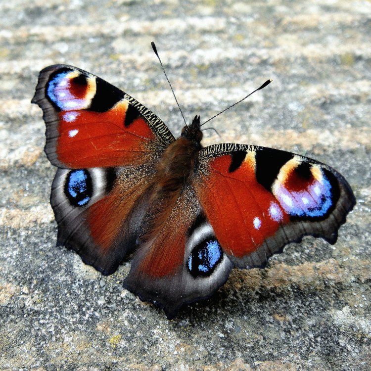 The Peacock Butterfly: A Majestic Beauty