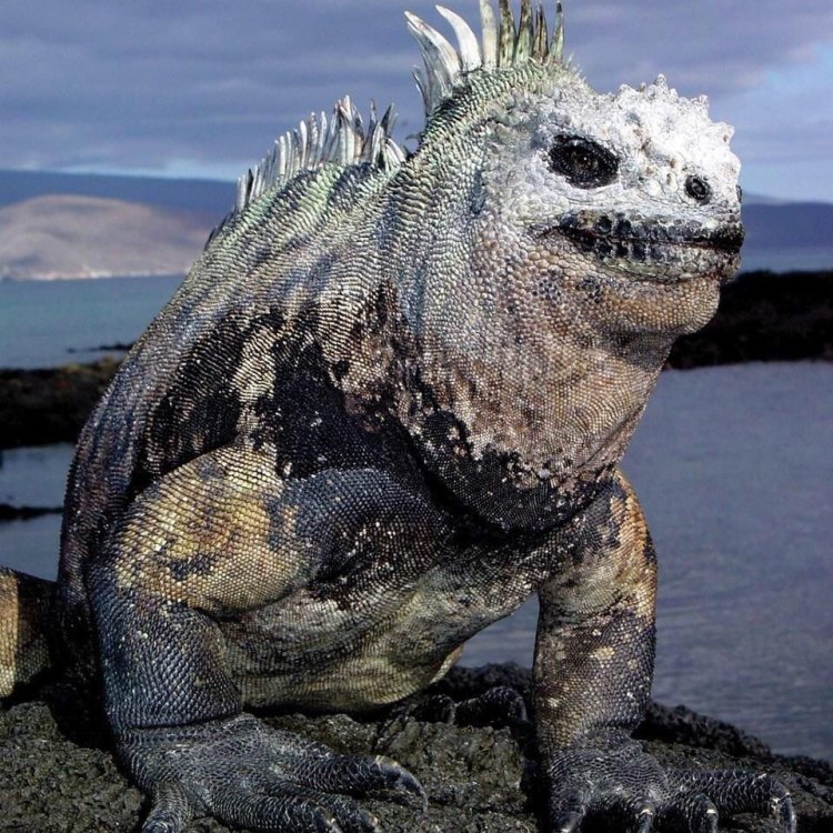 The Fascinating Marine Iguanas of the Galapagos Islands