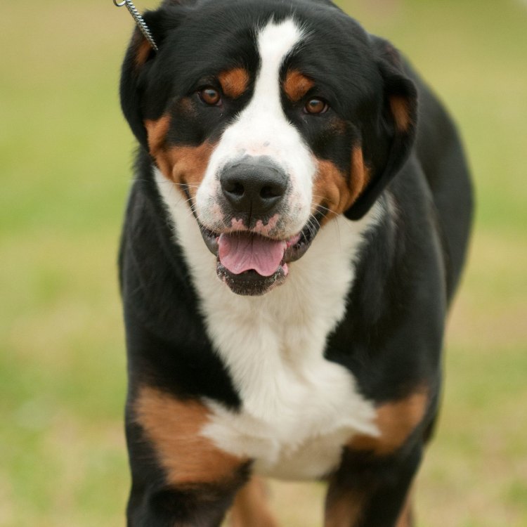 The Mighty and Majestic Greater Swiss Mountain Dog: A True Companion in the Mountains and Beyond