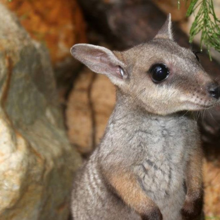 The Charming Miniature Kangaroo – The Nabarlek