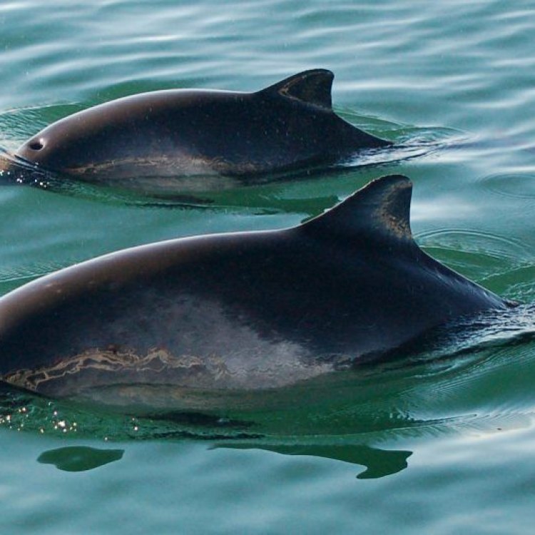 Harbor Porpoise: The Stealthy Swimmers of Coastal Waters