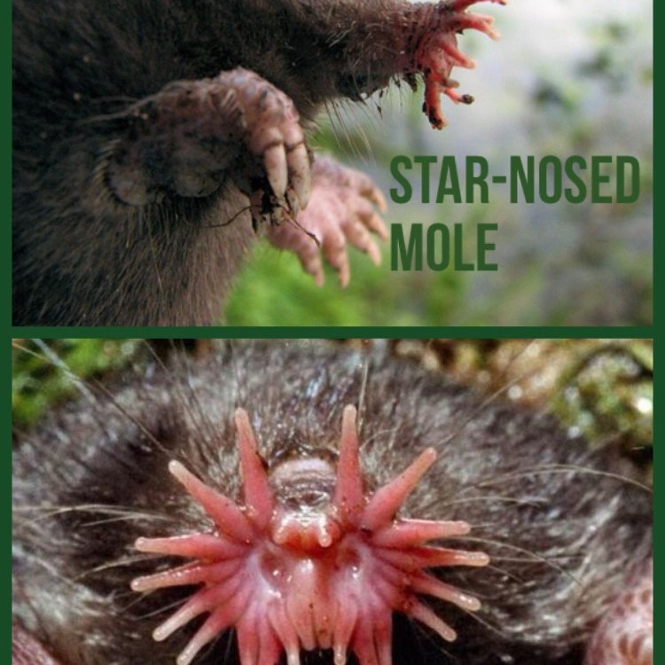 The Incredible Star Nosed Mole: A Unique Creature of Eastern North America