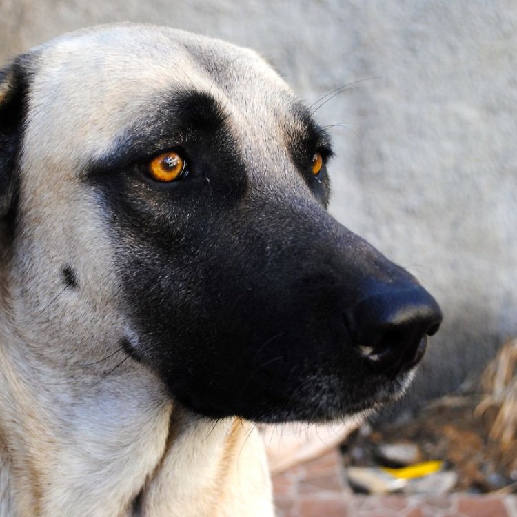 The Mighty Kangal Shepherd Dog: A Fascinating Canine from Turkey